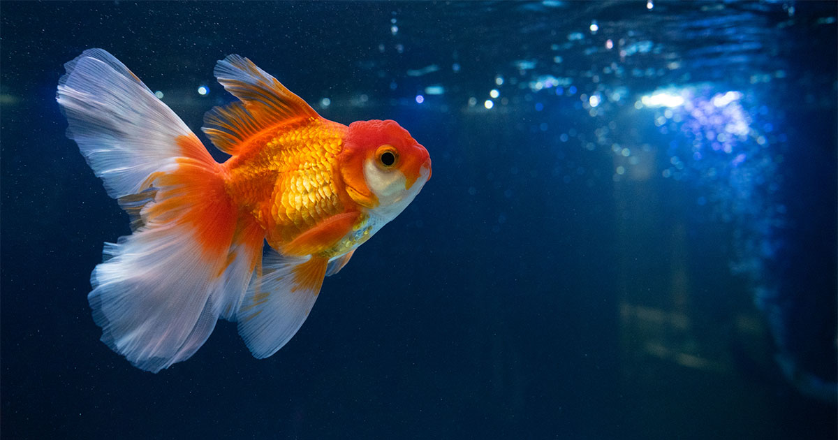 Goft Fish Goldfish can drive fish tank on wheels, Israel study finds • PhilSTAR Life