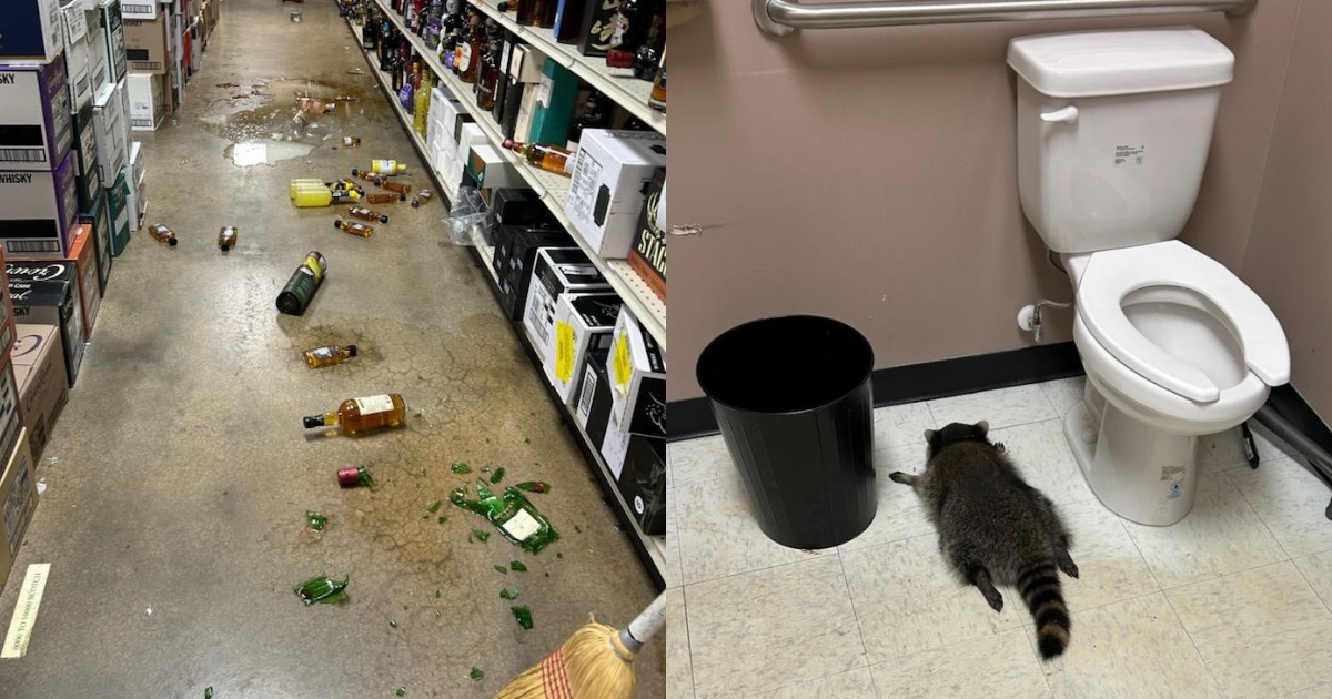 Raccoon goes on liquor binge, passes out in toilet