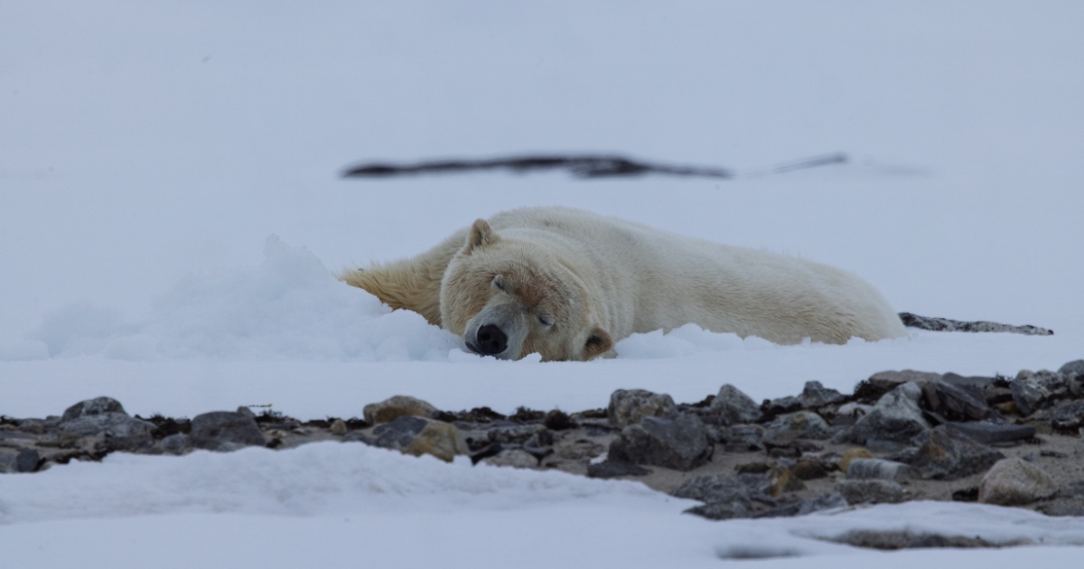 Never wake a sleeping bear—or pay a hefty fine in the Arctic