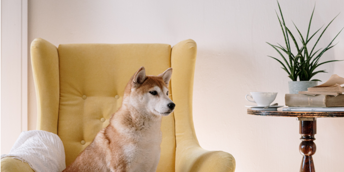 Popular plants that are not exactly pet-friendly