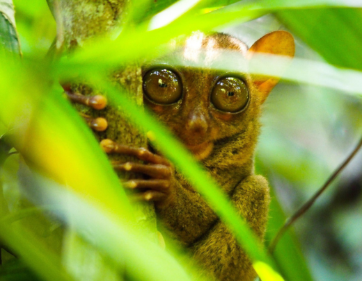 Manila, Cebu, Bohol, Palawan, Boracay