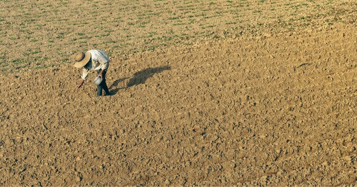 Record heat leaves South Korean crops mashed, burned before harvest