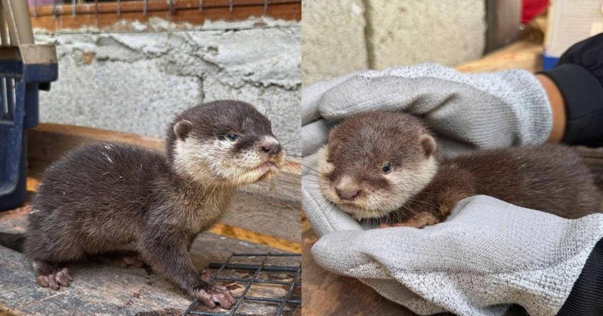 Endangered otter found on Palawan roadside returned home in natural ...