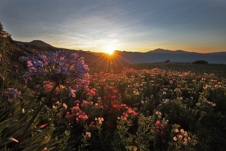 Spring flowers at sunrise in Atok, Benguet.  Photos by Andy Zapata/Philippine Star