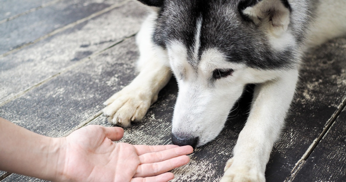 Dogs can smell stress in humans from their sweat, breath: study