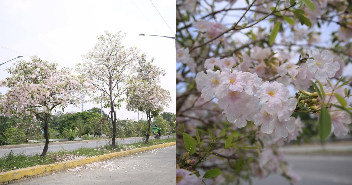 Are These Cherry Blossom Trees In Taguig Heres What We Know So Far