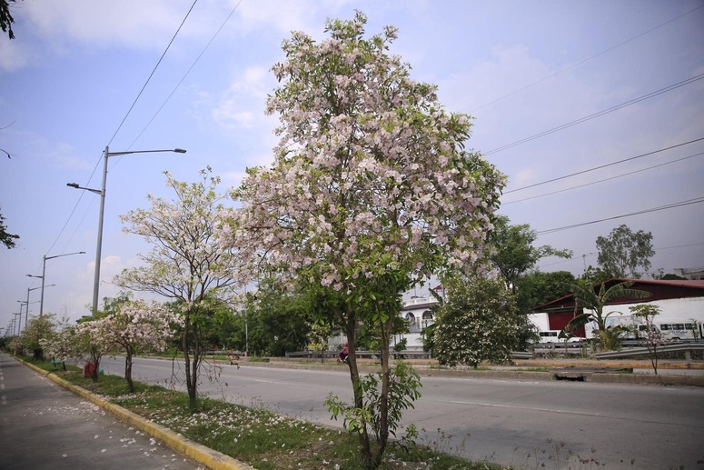 LOOK: You can admire gorgeous cherry blossom-like trees in Taguig City ...