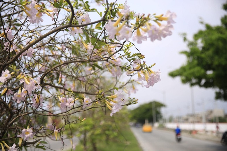 LOOK: You can admire gorgeous cherry blossom-like trees in Taguig City ...