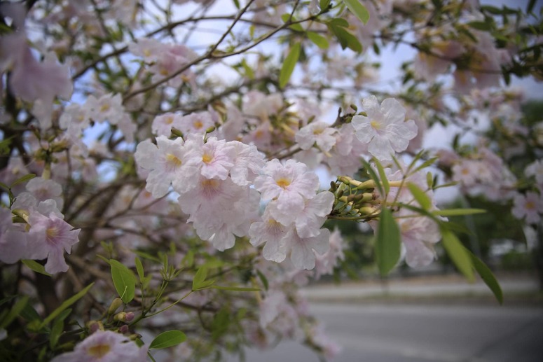 LOOK: You can admire gorgeous cherry blossom-like trees in Taguig City ...