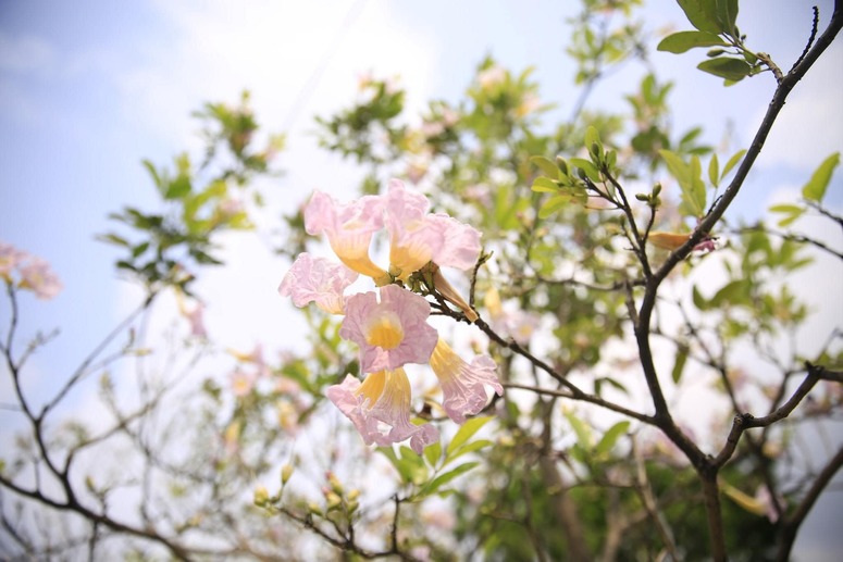 LOOK: You can admire gorgeous cherry blossom-like trees in Taguig City ...