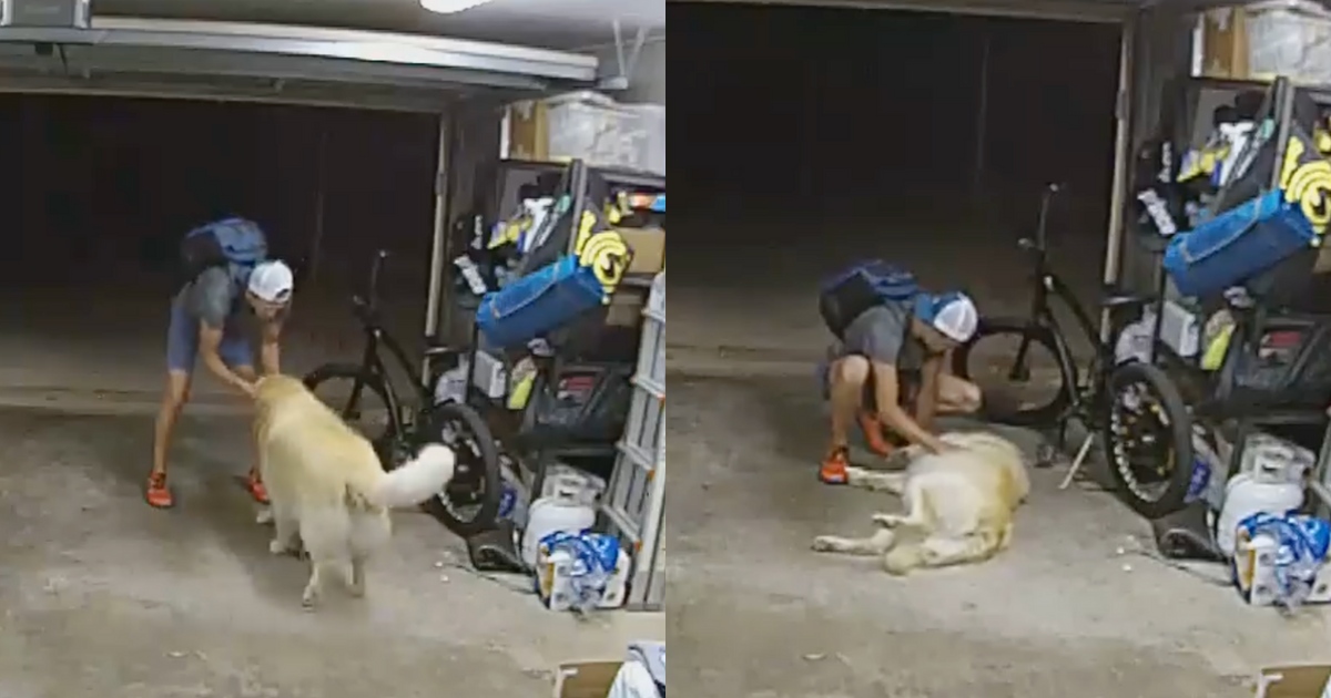 Burglar pauses home robbery to play with victim's dog • PhilSTAR Life