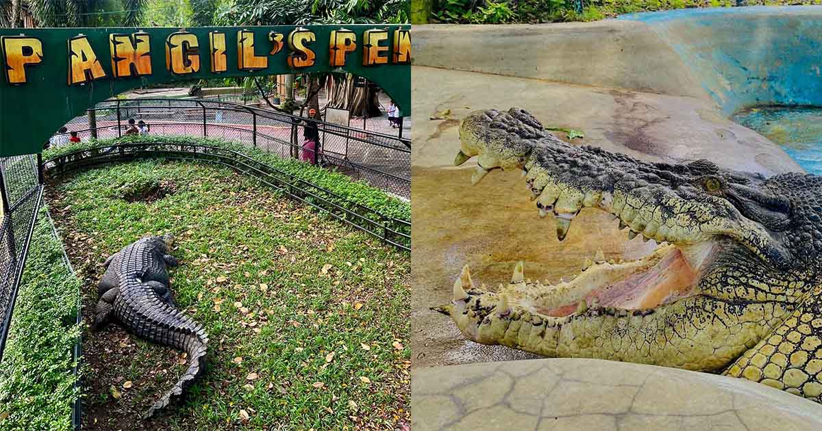 Pangil, one of PH's largest saltwater crocodiles, dies • PhilSTAR Life
