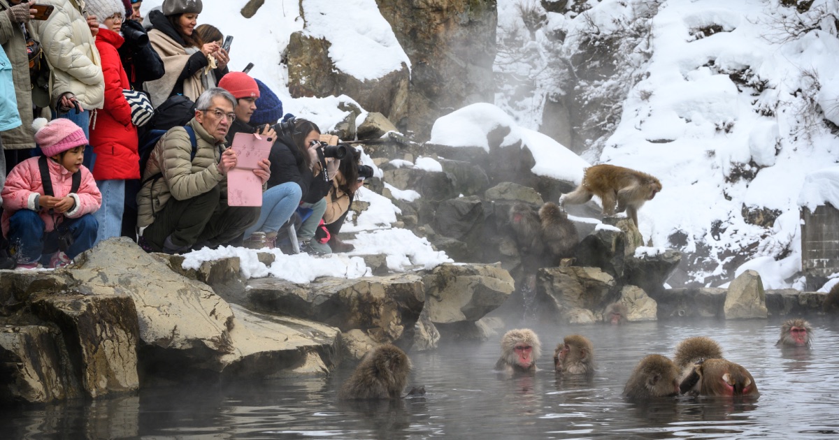 Japan 'snow monkey' park to cap visitors after overcrowding ...