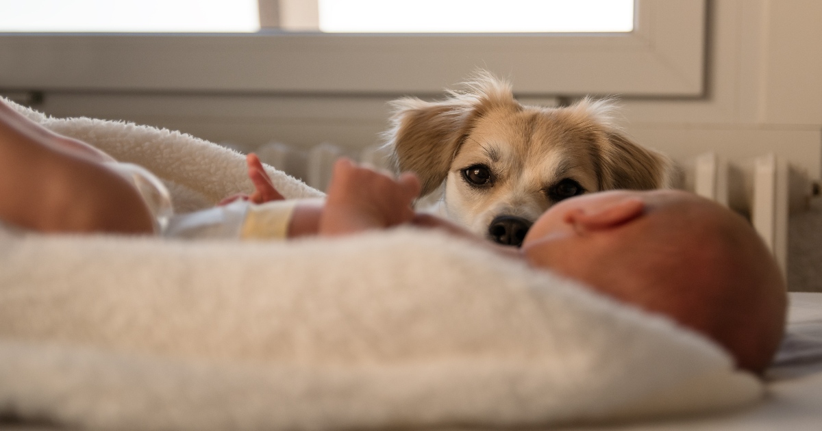 Newborn baby mauled to death by pet dog that 'hadn't been fed all day ...