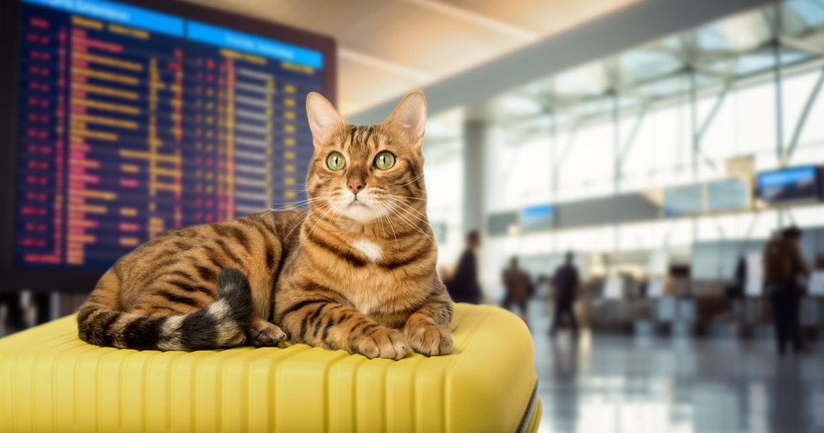 Flying with your cat? Philippine Airlines now allows them onboard domestic flights